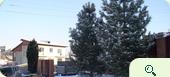 Зимняя посадка крупномерных деревьев - кедр сибирский